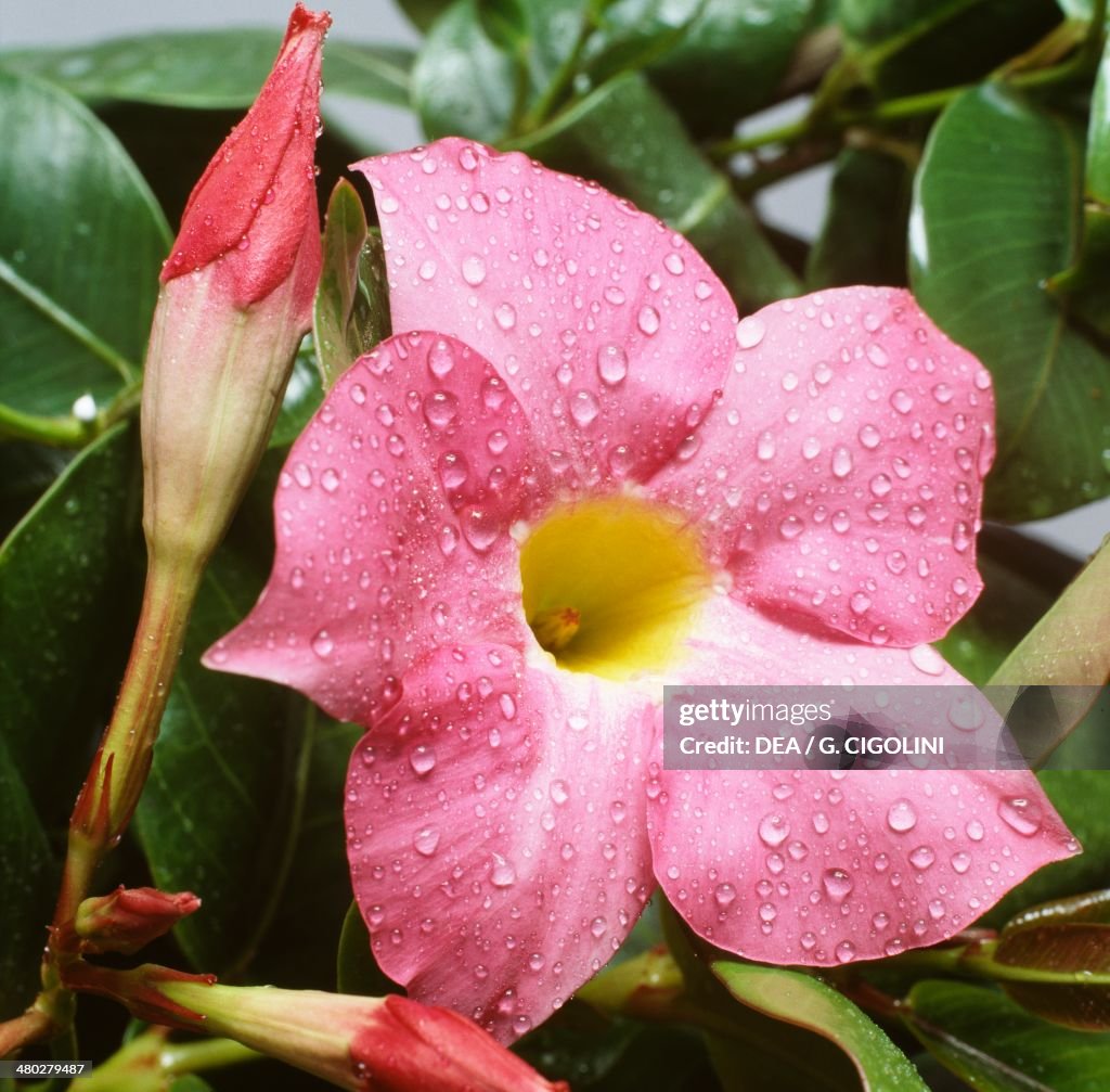 Mexican love vine or Pink dipladenia...