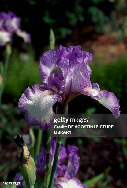 Bearded Iris , Iridaceae, Sissinghurst Castle, United Kingdom.