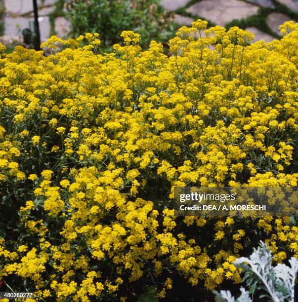 Basket of gold or Goldentuft alyssum , Brassicaceae.