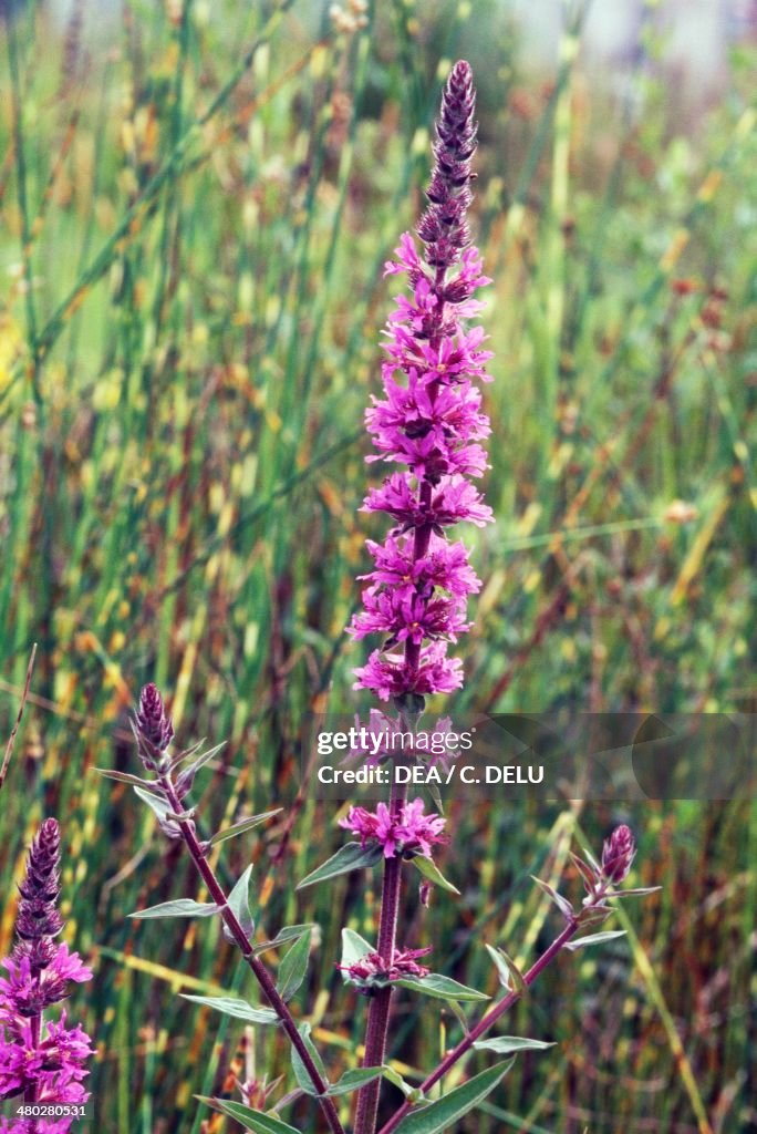 Purple Loosestrife (Lythrum salicaria)...