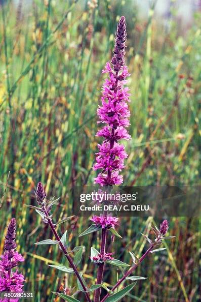 Purple Loosestrife (Lythrum salicaria) Purple Loosestrife (Lythrum salicaria)