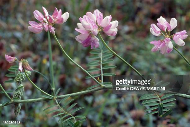Prince Vetch 72 Crown Vetch Stock Photos, High-Res Pictures, and Images - Getty Images