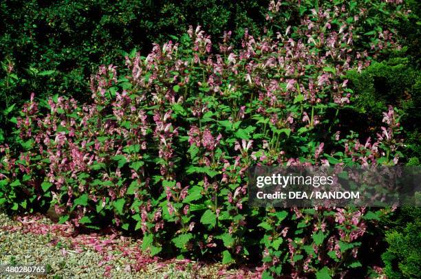 Large Red Dead Nettle , Lamiaceae.