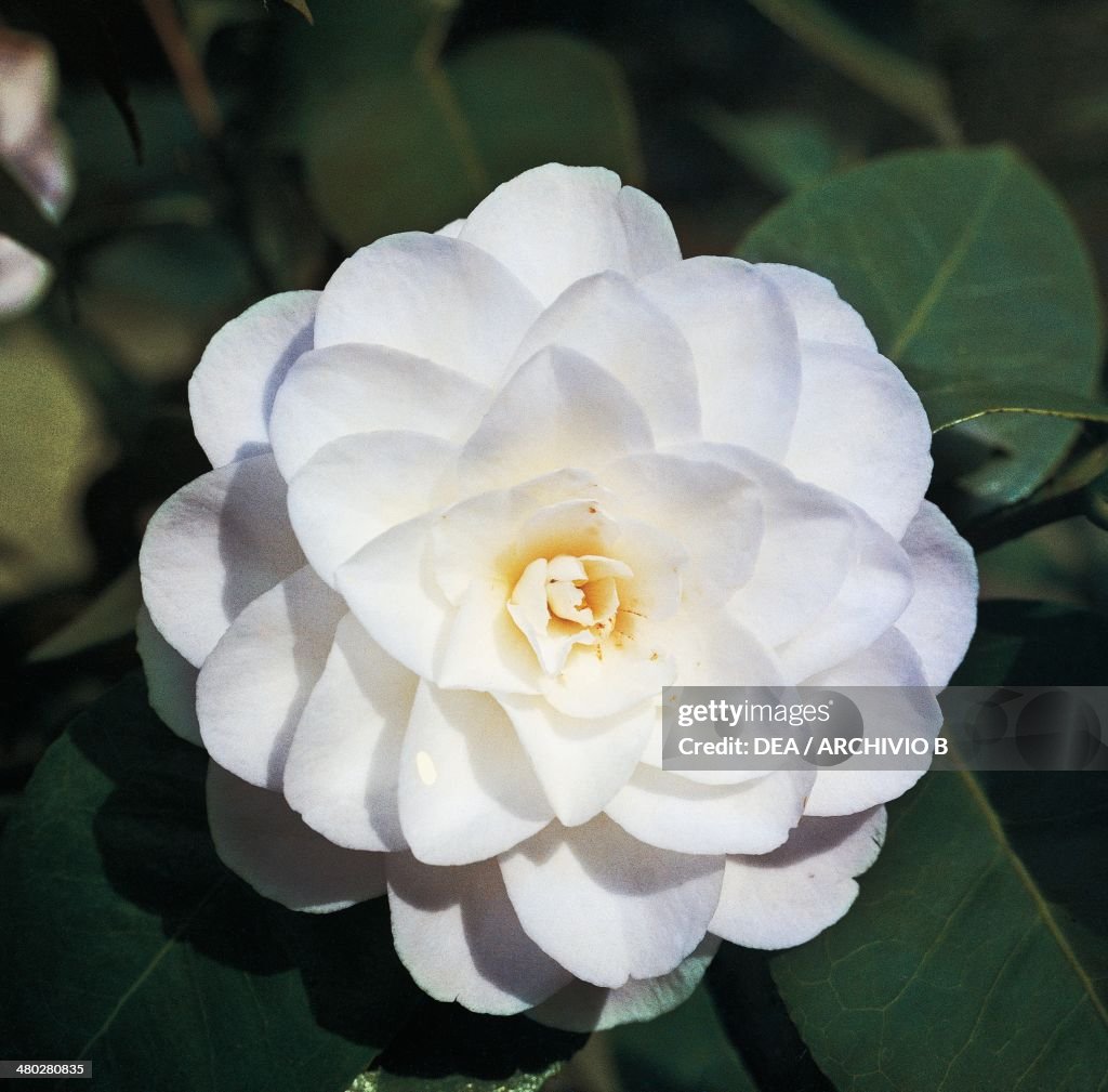 Japanese camellia...