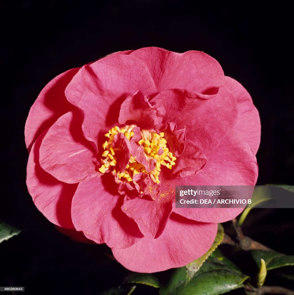 Camellia, Theaceae