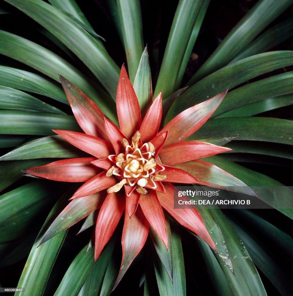 Droophead tufted airplant (Guzmania lingulata)...