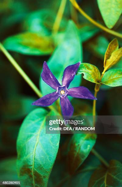 Greater periwinkle , Apocynaceae.