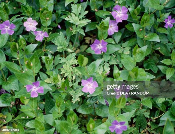 Greater periwinkle , Apocynaceae.