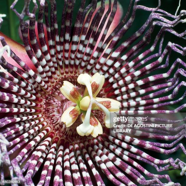 Flora Innes John De Innes Photos and Premium High Res Pictures - Getty Images