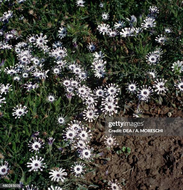 Cape marguerite or Blue-and-white daisybush , Asteraceae.