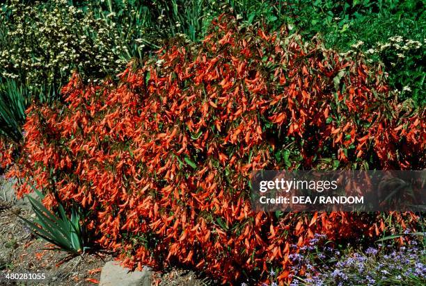 Begonia boliviensis, Begoniaceae.