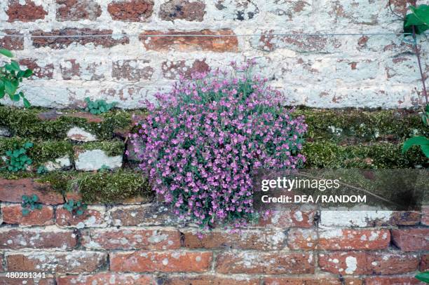 Lilacbush or Purple rock cress , Brassicaceae.