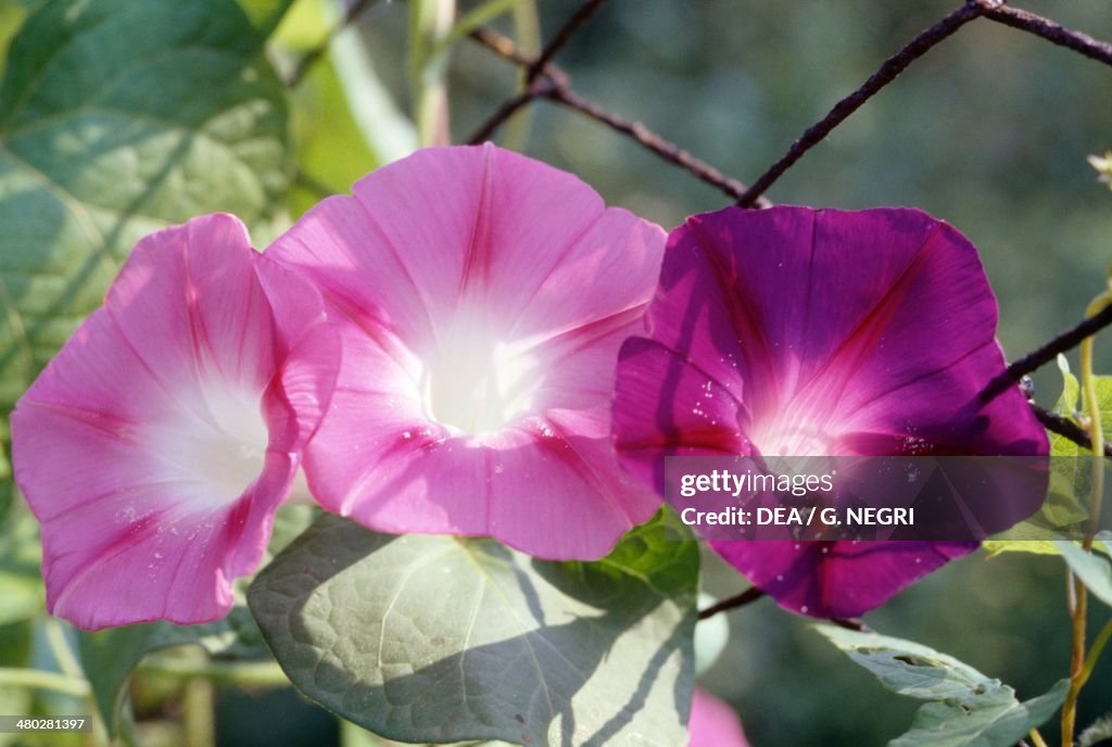 Common morning glory, Convolvulaceae