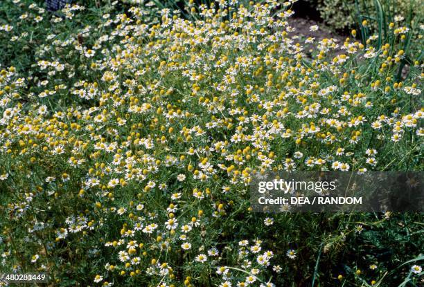 Camomille , Asteraceae.