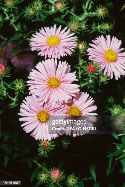 New England Aster , Asteraceae.