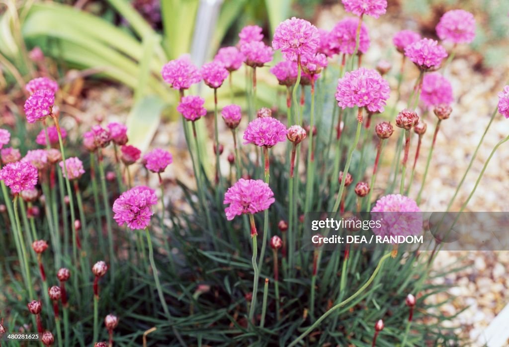 Sea Pink or Plantain Thrift...