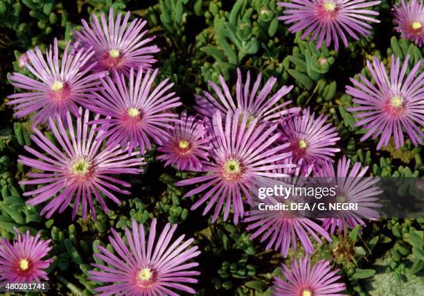 Lampranthus sp, Aizoaceae.