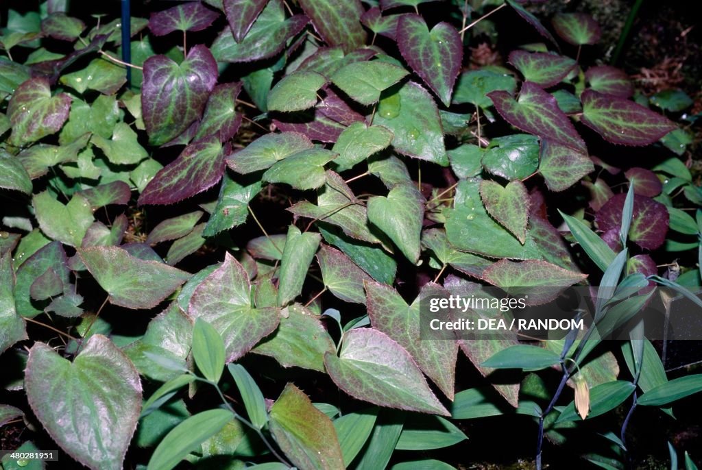 Barrenwort Bicolor...