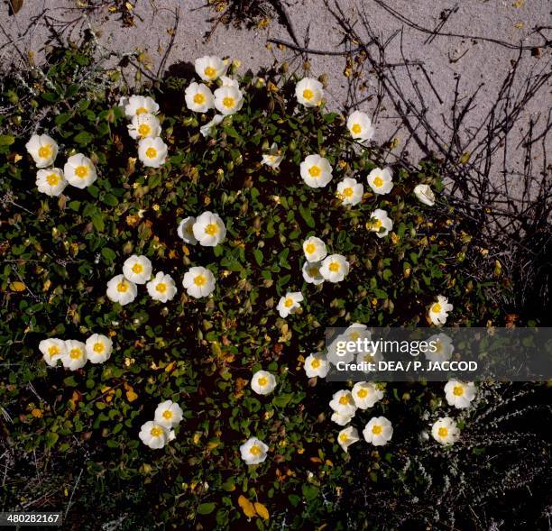 Pigface, ice plant or Hottentot plant , Aizoaceae, Caprera island, Sardina, Italy.