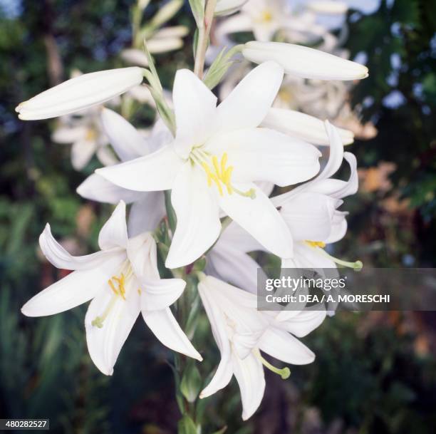 Madonna lily , Liliaceae.