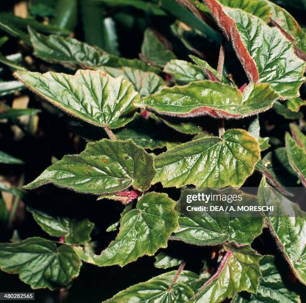 Metal-leaf Begonia , Begoniaceae.