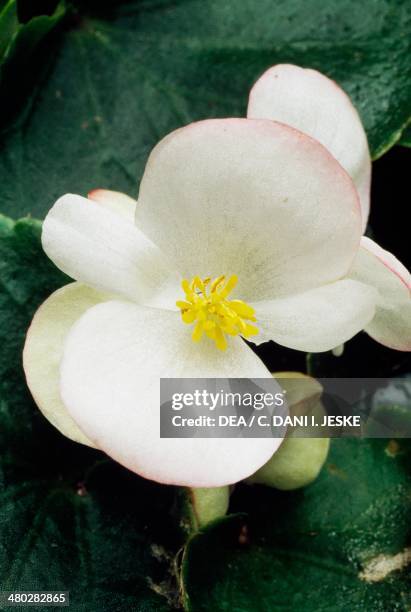 Begonia , Begoniaceae.