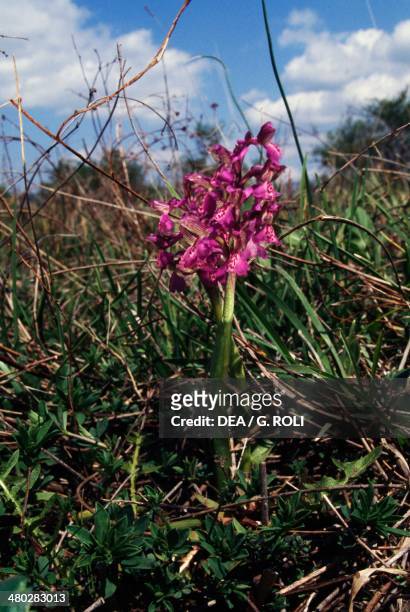Green-winged Meadow Orchid , Cimata delle Serre, Monti Lucretili Regional Natural Park, Lazio, Italy.