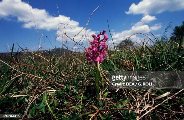 Green-winged Meadow Orchid , Cimata delle Serre, Monti Lucretili Regional Natural Park, Lazio, Italy.