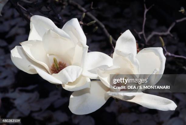 Japanese Bigleaf Magnolia , Magnoliaceae.