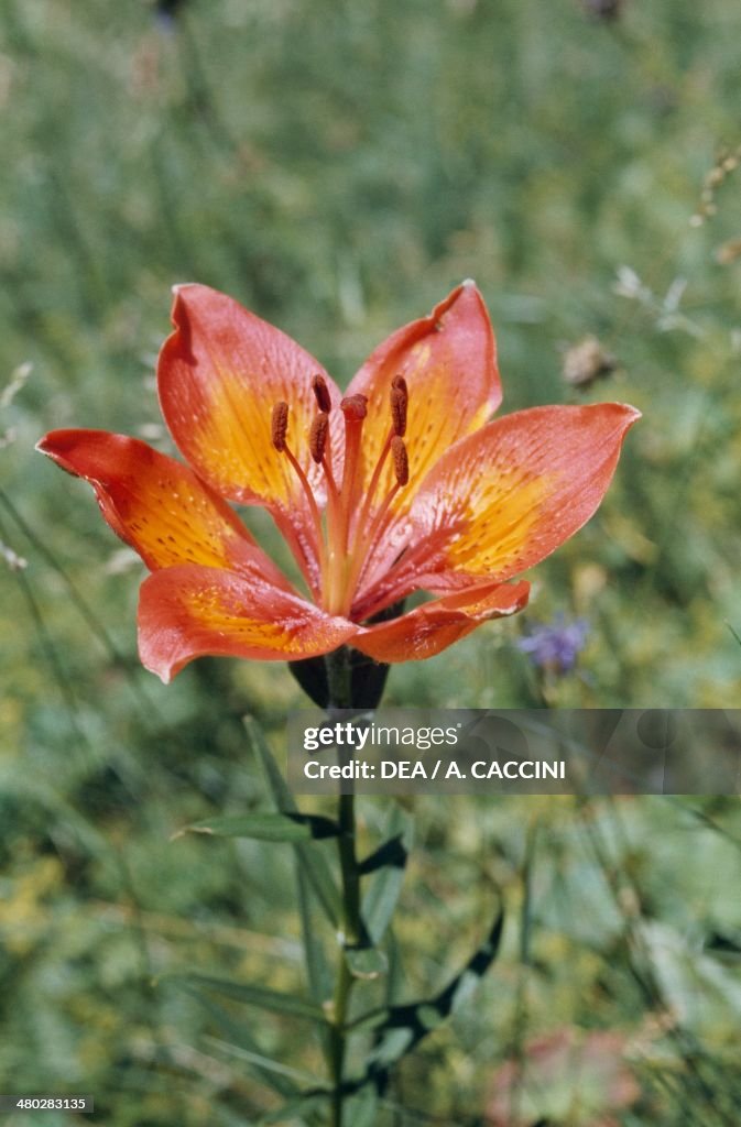Orange lily...