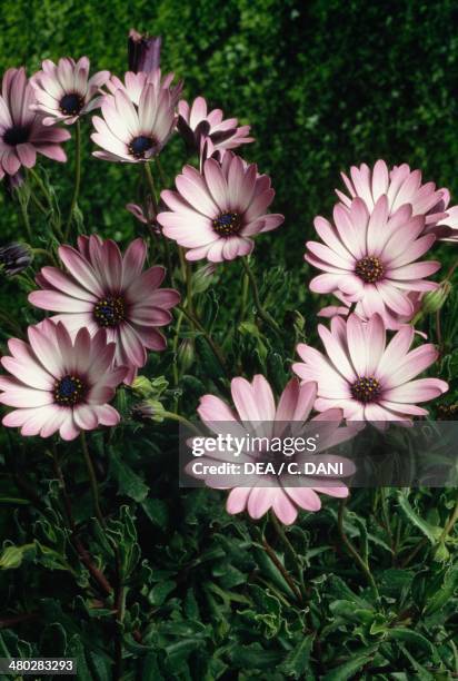 Cape marguerite or Blue-and-white daisybush , Asteraceae.