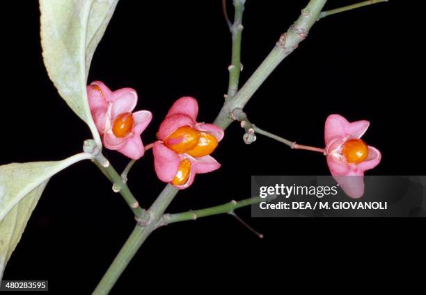 Celastraceae 229 Celastraceae Stock Photos, High-Res Pictures, and Images - Getty Images