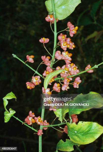 Celastraceae Celastraceae Photos and Premium High Res Pictures - Getty Images