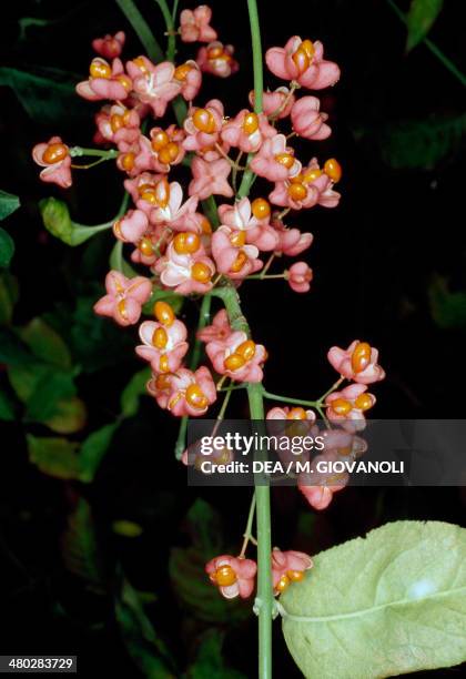 Celastraceae Celastraceae Photos and Premium High Res Pictures - Getty Images