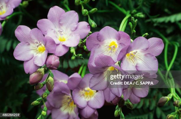 Freesia , Iridaceae.