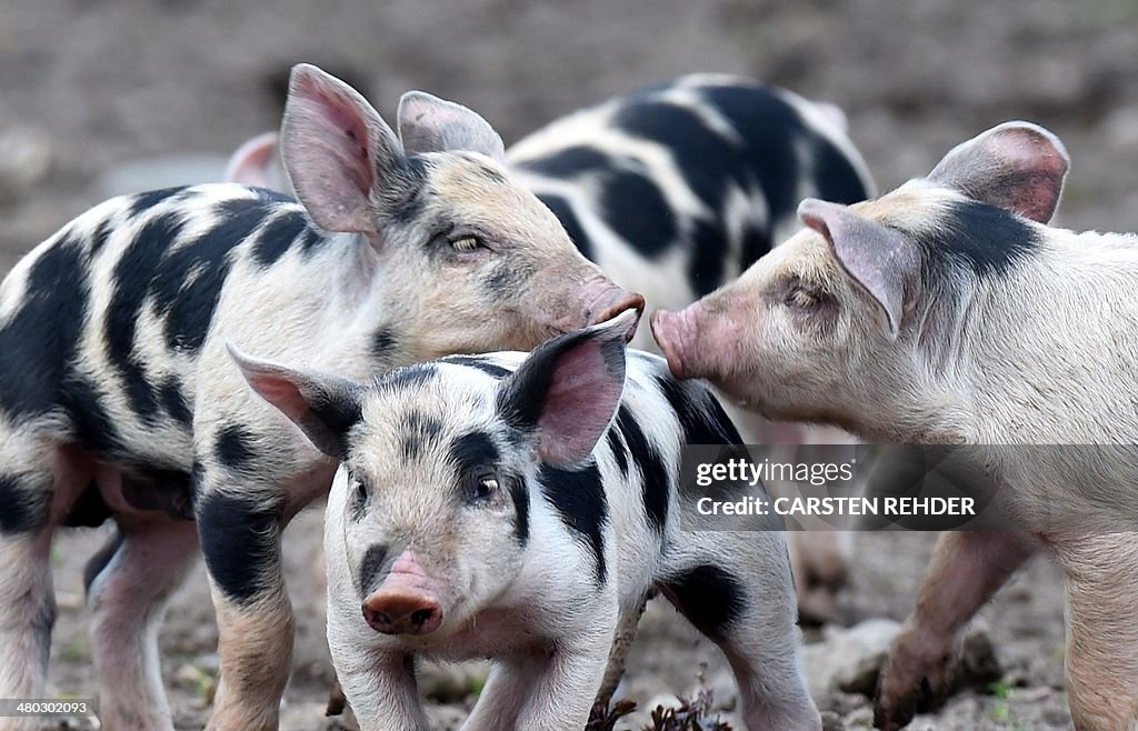 GERMANY-ANIMALS-DOMESTIC-PIG