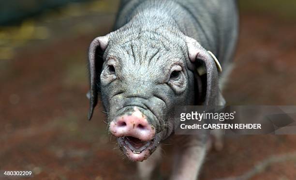 Meishan piglet Kung stands in an enclosure of the Tierpark Arche Warder animal park on March 24, 2014 in Warder, northwestern Germany. The piglet was...