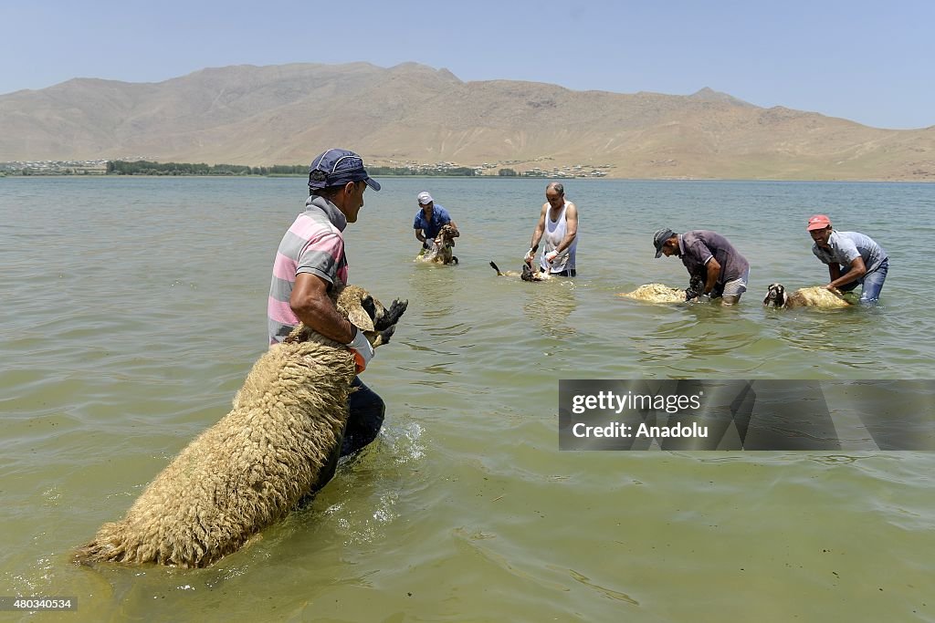 Shepherds clean their sheep with soap in Van Lake of Turkey