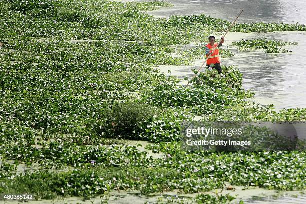 Cleaner Wu Xinghai clear up lemna minor and water hyacinth in Anchang River on July 10, 2015 in Mianyang, Sichuan Province of China. Lemna minor and...