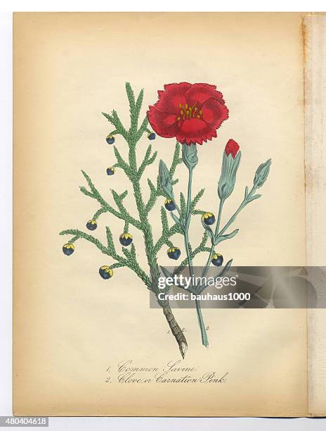 ilustrações, clipart, desenhos animados e ícones de savine, cravo-da-índia e rosa com cravo ilustração botânico de victoria - carnation flower