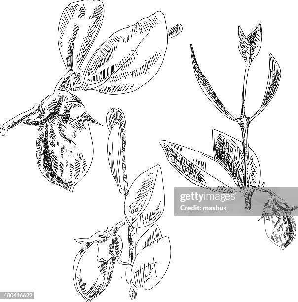 jojoba - jojoba stock illustrations