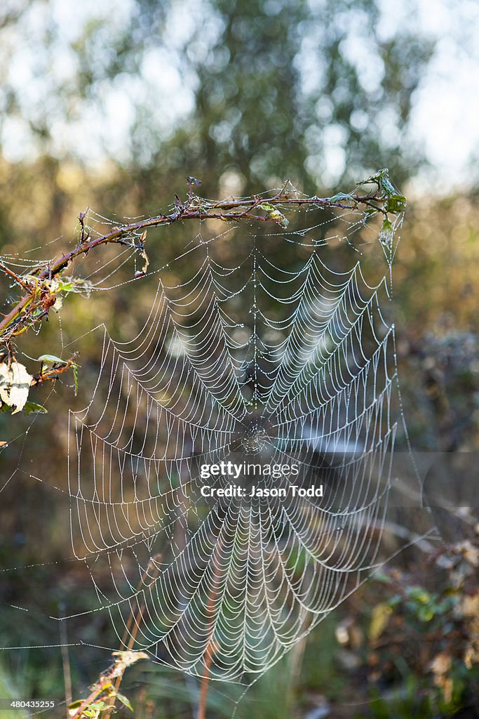 Detail of morning dew on a spider web