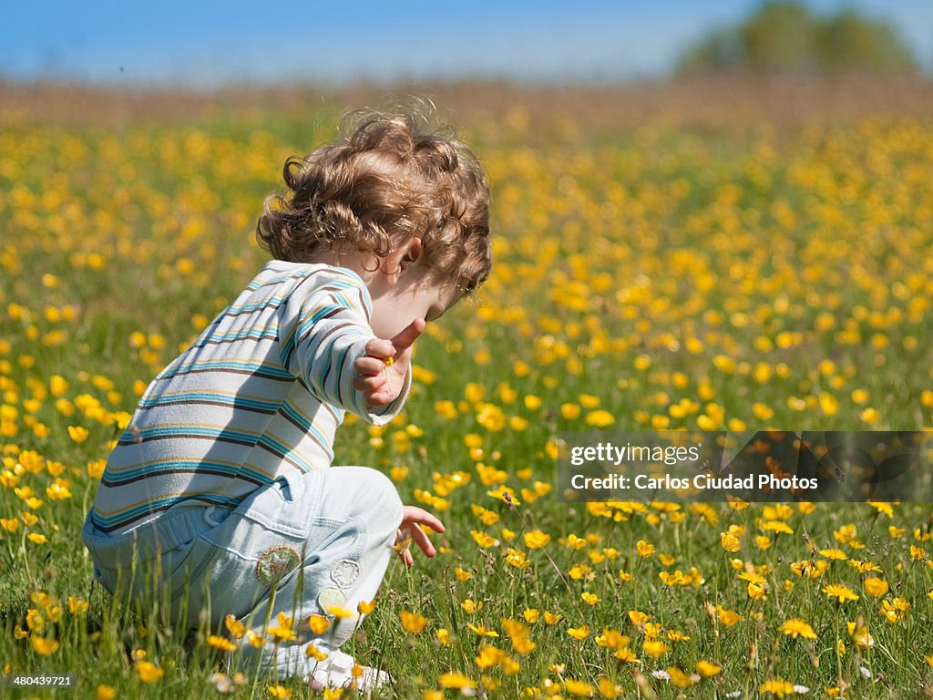 Little child playing with yellow flowers
