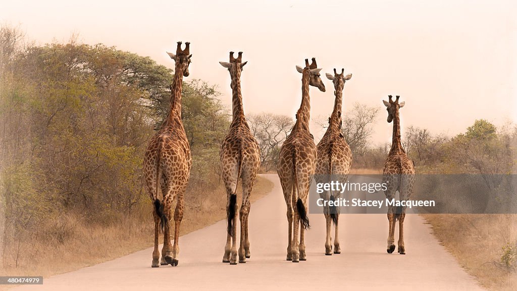 Five giraffes on the road