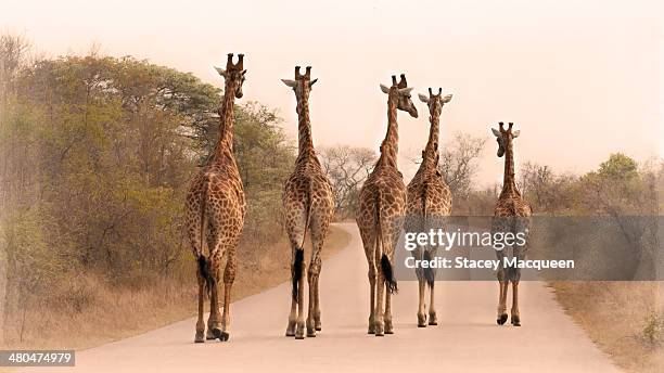 five giraffes on the road - mpumalanga fotografías e imágenes de stock