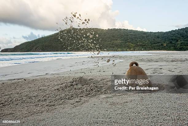 a dog digging a deep hole on a beach - digging hole stock pictures, royalty-free photos & images