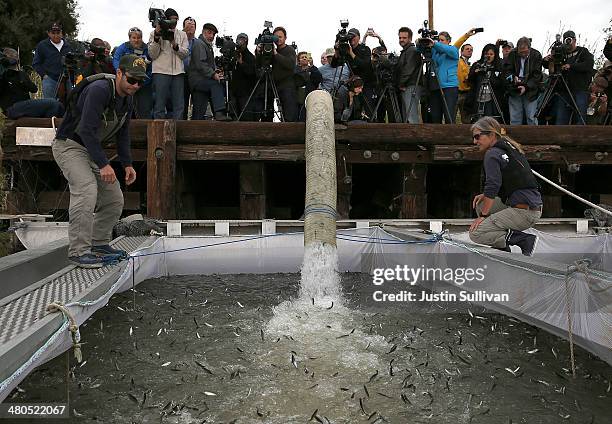 Workers monitor fingerling Chinook salmon as they are dumped into a holding pen as they are transfered from a truck into the Sacramento River on...
