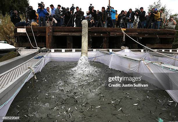 Members of the media watch fingerling Chinook salmon being dumped into a holding pen as they are transfered from a truck into the Sacramento River on...