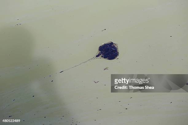Oil floats in water in the Port of Houston on March 25, 2014 in Galveston, Texas. Over 160,000 gallons of oil spilled from a barge On March 22, 2014...