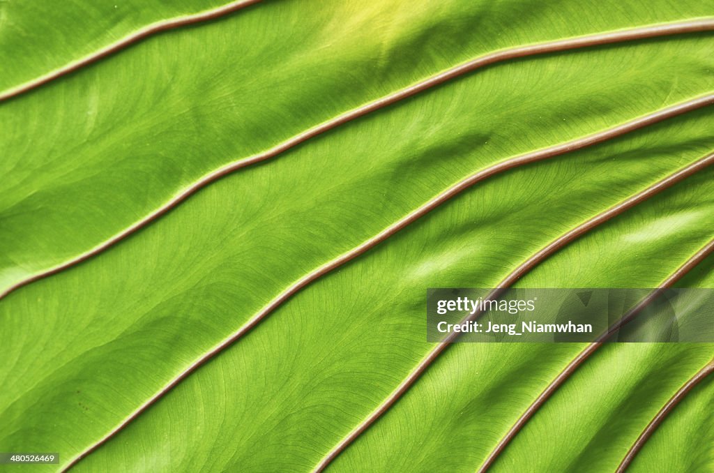 Texture of a green leaf as background